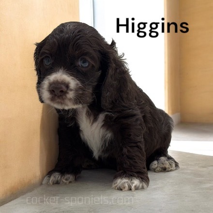 puppy, for, sale, Cocker Spaniel, Joe & Cherri  Overlease, dog, breeder, Miller, MO, dog-breeder, puppy-for-sale, forsale, nearby, find, puppyfind, locator, puppylocator, aca